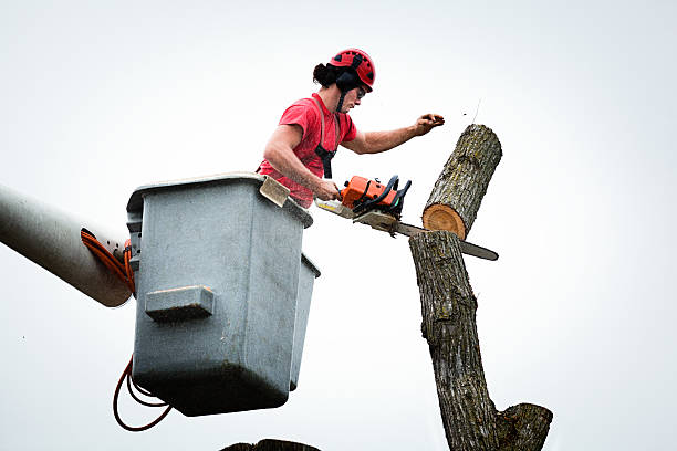 Best Utility Line Clearance  in Star City, WV